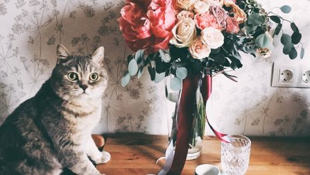 Eine Katze sitzt auf einem Tisch neben einem Strauß Rosen.