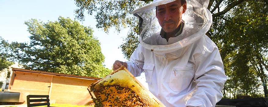 Ein Mann in Imkerkleidung hält eine Bienenwabe mit Bienen. 