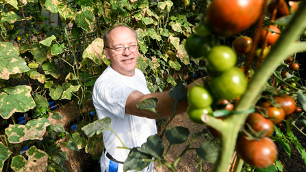 Ein älterer Mann mit Halbglatze steht neben einer Tomatenpflanze mit roten und grünen Früchten. (ausgwähltes Bild)