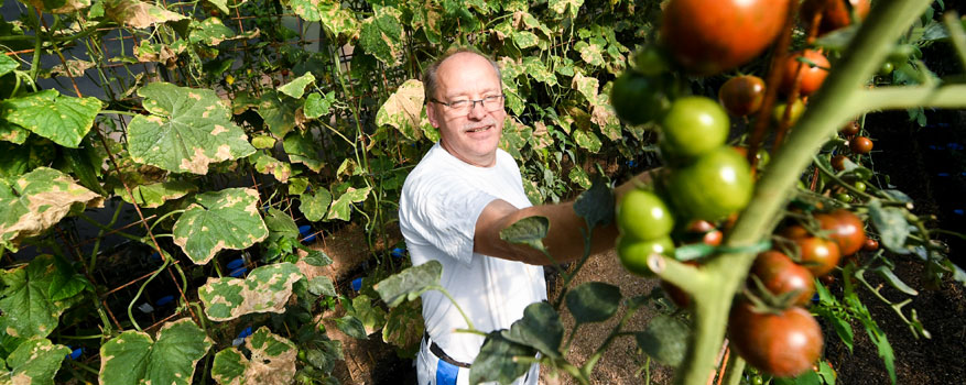 Ein älterer Mann mit Halbglatze steht neben einer Tomatenpflanze mit roten und grünen Früchten.